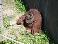 zoo 060